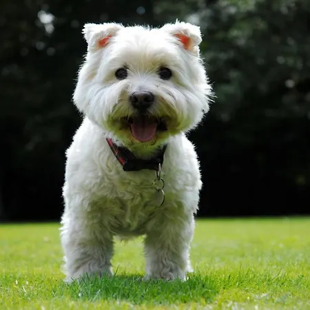 Up Borda Albar Appartamento *