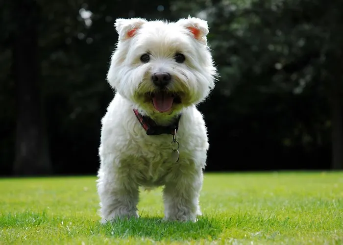 Up Borda Albar Lägenhet *